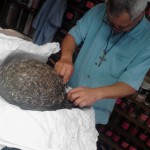 Chinese Herbal Medicine Honolulu Hawaii
